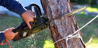 Best Palm Tree Trimming  in Jasper, IN