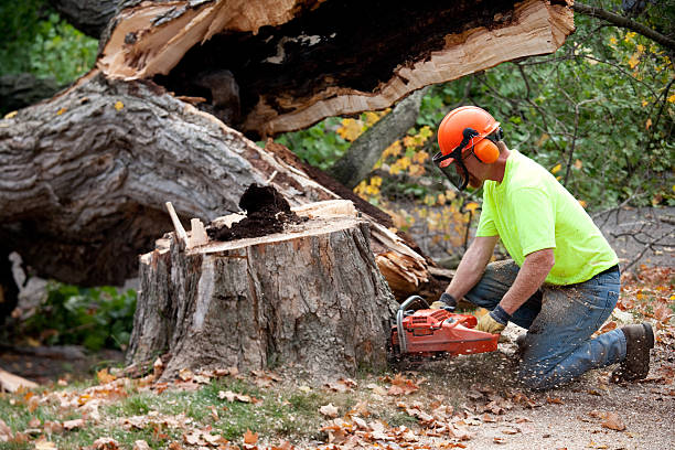 Seasonal Cleanup (Spring/Fall) in Jasper, IN